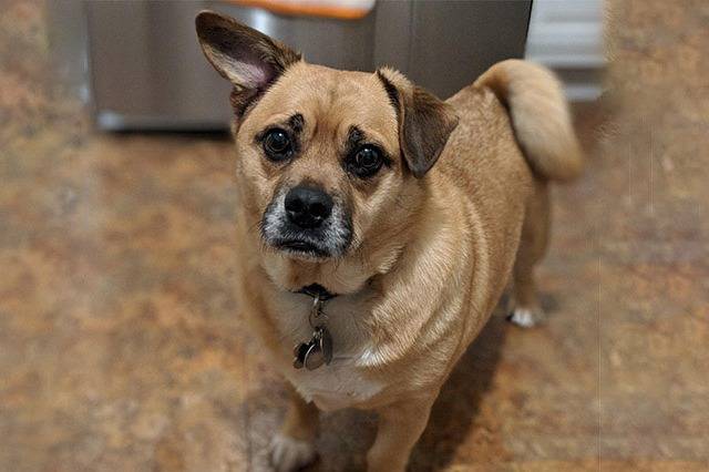 Un Porgi debout sur un sol carrelé avec une poubelle en arrière-plan