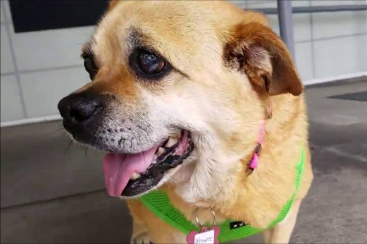 Un Porgi portant un harnais et debout sur un trottoir avec une balustrade métallique