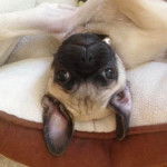 Un Poxer allongé sur le dos dans son panier