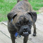 Un Poxer debout sur une terrasse en bois avec une cour herbeuse