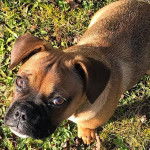 Photo prise de haut d'un Poxer debout à quatre pattes dans un champ herbeux