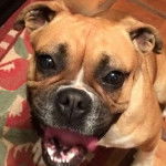 Photo du visage d'un Poxer debout sur un tapis coloré avec des motifs floraux rouges et verts