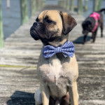 Photo d'un Poxer portant un noeud papillon et assis sur un ponton en bois