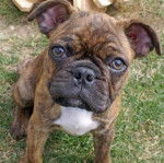 Photo du visage d'un Poxer debout sur une surface herbeuse