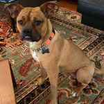 Un Poxer assis sur un tapis coloré