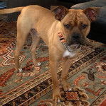 Un Poxer marron portant un collier et debout sur un tapis coloré