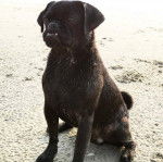 Un Poxer noir assis sur le sable