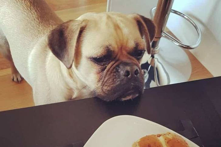 Photo d'un Poxer regardant une assiette de nourriture sur une table noire