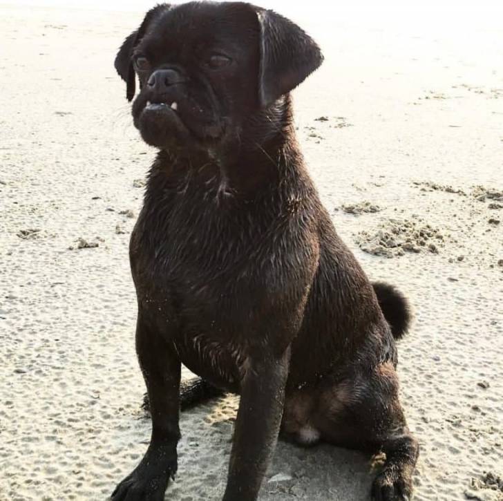 Un Poxer noir assis sur le sable