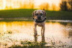 Photo d'un Poxer dans une flaque d’eau dans un parc au coucher du soleil