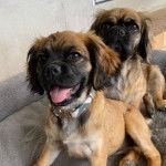 Deux Pugaliers assis sur un canapé gris