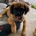 Un Pugalier assis sur un lit pour chien à pois bleus et violets