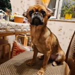 Un Pugalier assis sur une chaise avec un coussin dans une cuisine