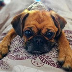 Un pugalier allongé face à la caméra sur un lit avec une couverture blanche à motif rouge et noir