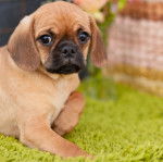Un Pugalier allongé sur de l’herbe verte avec en arrière-plan un pot de fleurs