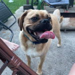 Un Pugalier se tenant sur un patio avec sa langue pendante 