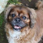 Un Pugalier regardant la caméra avec en arrière-plan une zone herbeuse