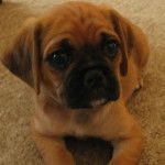 Un Pugalier assis sur un tapis beige avec ses pattes avant étirées devant lui