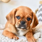 Un Pugalier allongé sur une couverture blanche