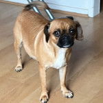 Un Pugalier debout sur un plancher