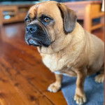 Un Pugalier assis sur un plancher en bois dans un salon