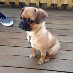 Un Pugalier assis sur un pont en bois