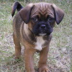 Un Pugalier debout sur un champ herbeux