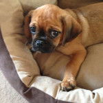 Un Pugalier allongé sur un lit pour chien