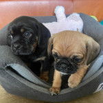 Deux Pugaliers assis sur un lit pour chien