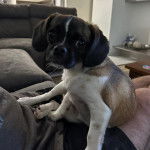 Un Pugalier assis sur les genoux d’une personne dans un salon