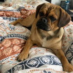 Un Pugalier allongé sur un lit