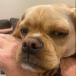 Photo du visage d'un Pugalier 