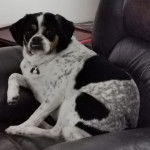 Un Pugalier avec ses pattes avant sur l’accoudoir du fauteuil et ses pattes arrière sur le siège