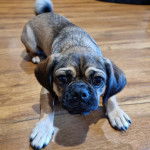 Un Pugalier allongé sur un sol en bois