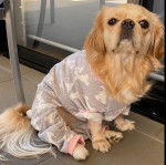 Un Pugalier assis sur un sol carrelé devant une porte vitrée coulissante