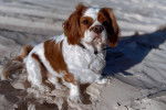 Un Pugalier assis sur une plage de sable