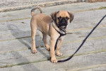 Un Pugalier tenu en laisse et debout sur une passerelle en bois