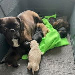 Une femme Pugalier et ses chiots allongés sur une couverture