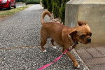 Un Pugalier tenu en laisse et marchant sur un trottoir