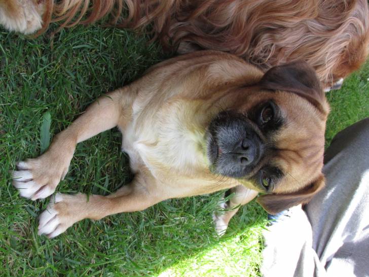 Un Pugalier allongé sur l’herbe