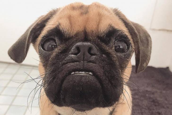 Photo en gros plan du visage d'un Pugalier