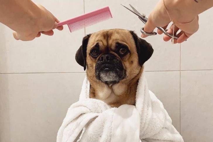 Un Pugalier portant une serviette dans une salle de bain