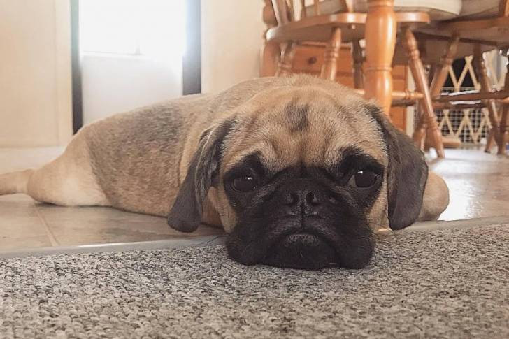 Un Pugalier allongé sur le ventre sur un tapis gris
