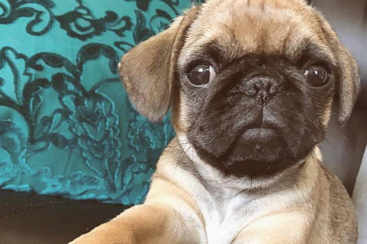 Un Pugalier faisant face à la caméra et assis sur un canapé