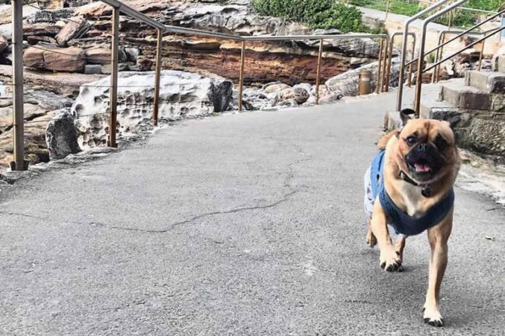 Un Pugalier portant un bandana bleu et marchant sur un chemin pavé