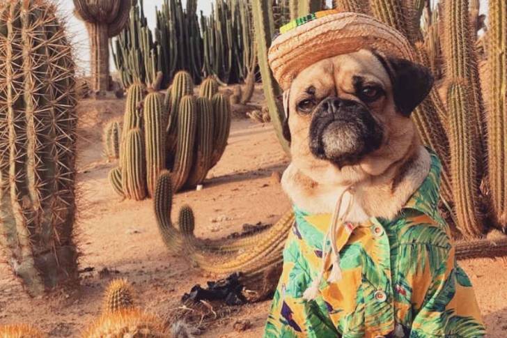 Photo d'un Pugalier dans un décor désertique avec des cactus en arrière-plan