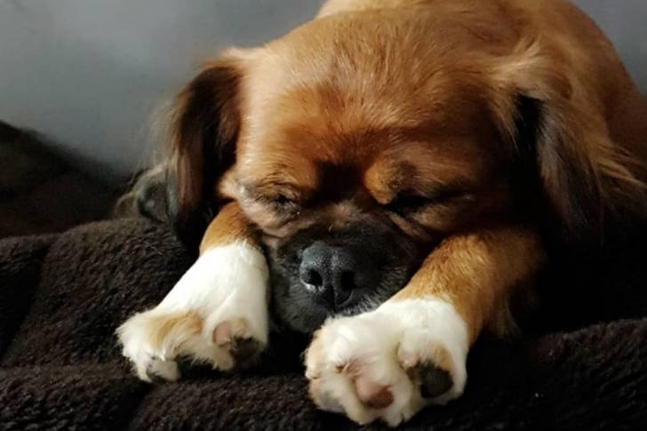 Photo d'un Pugalier dormant sur une couverture foncée