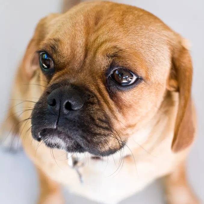 Photo en gros plan d'un Pugalier allongé avec ses pattes étirées devant lui
