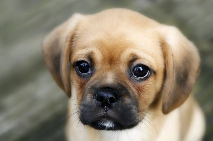 Photo en gros plan du visage d'un Pugalier 