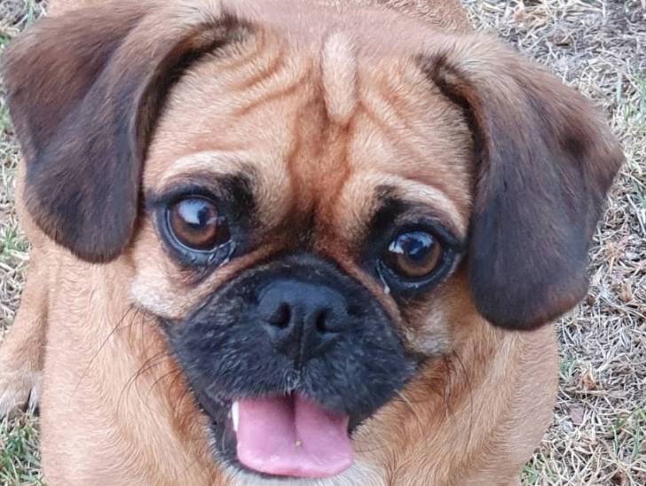 Photo prise de face d'un Pugalier assis sur une pelouse verdoyante